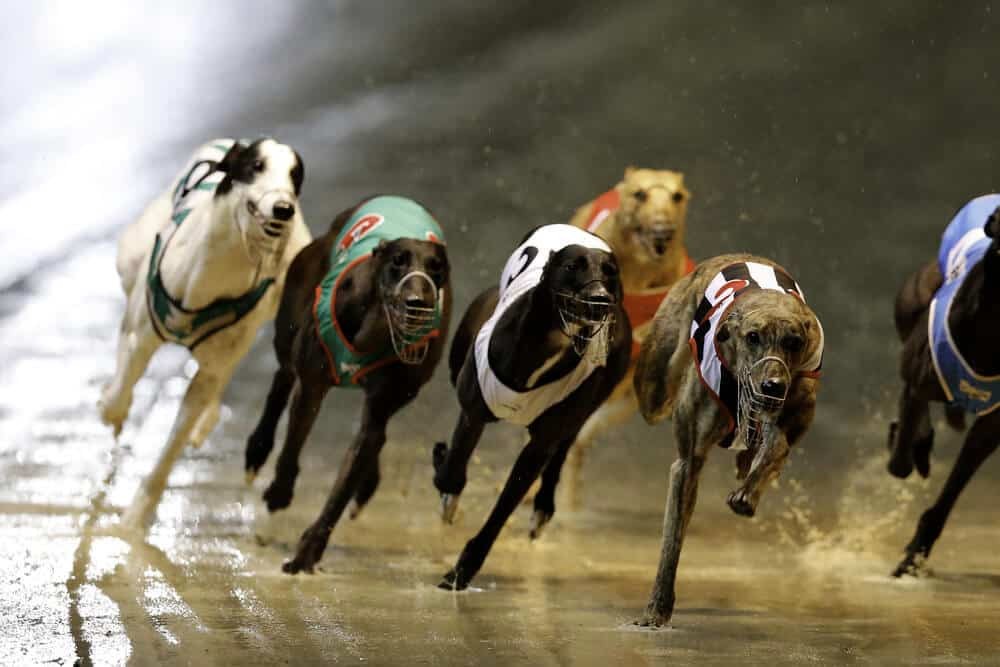 greyhounds betting exchange